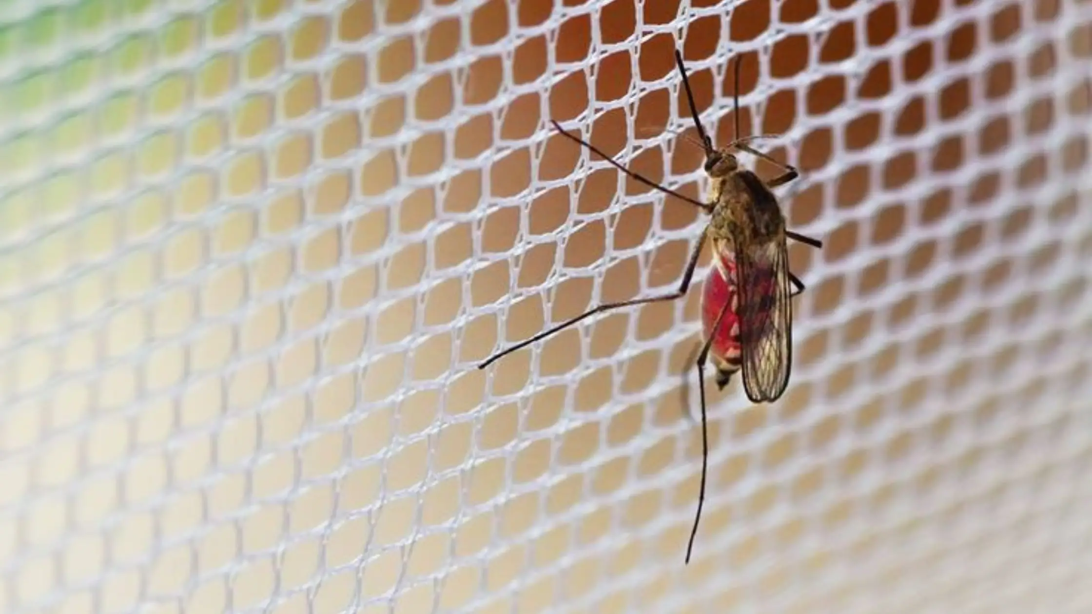 Mosquito Nets in Andheri Work Day & Night
