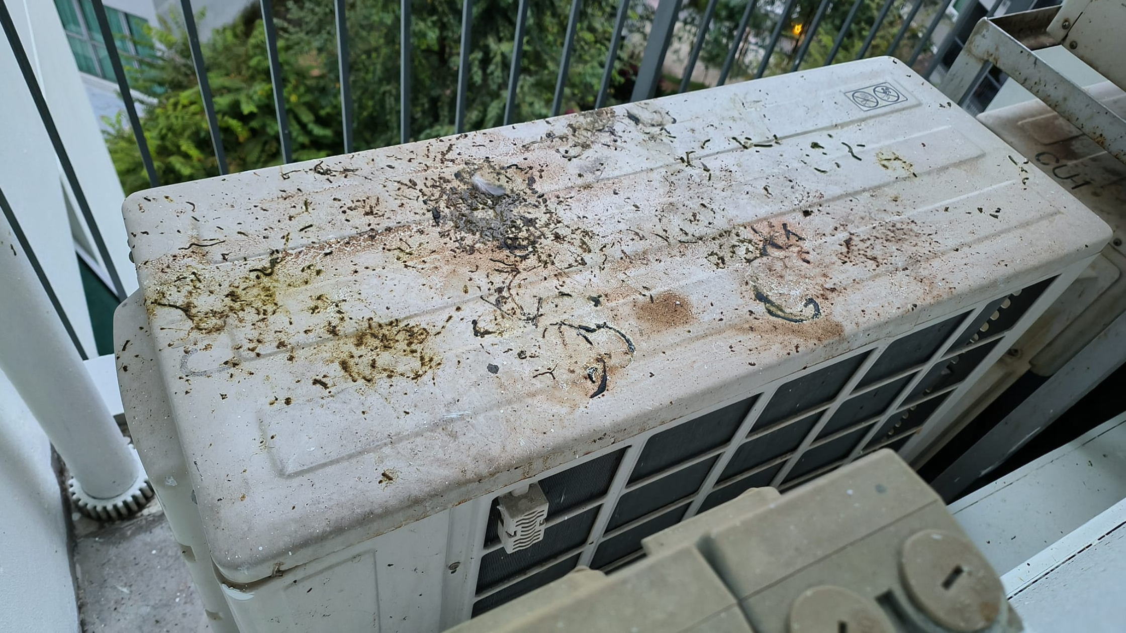 You Find Bird Droppings on Your AC Unit Every Morning