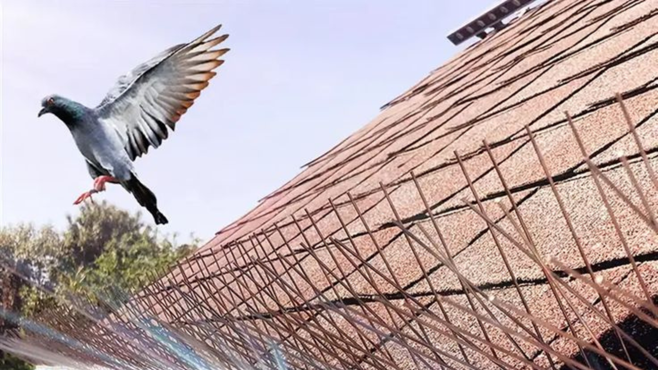 You Tried Spikes Once, Birds Came Right Back. You Need Pigeon Nets in Andheri.