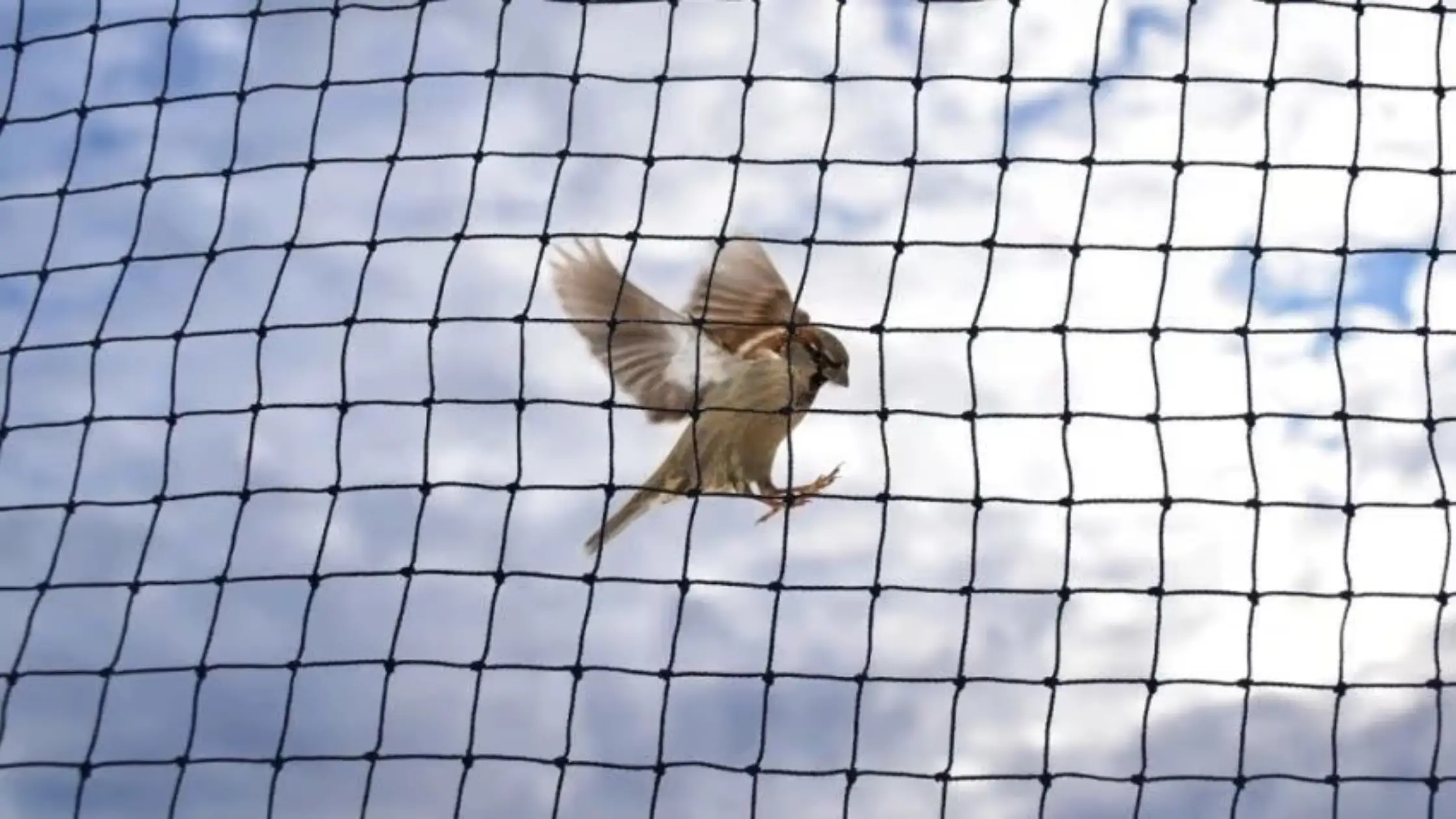 bird nets in andheri